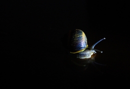 Caracol 