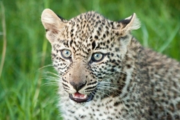Leopard Cub @ Maasai Mara 