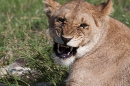 Lioness Yawn 