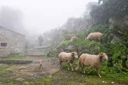 PASTOREIO  NO ALTO DOURO 