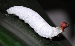 Caterpillar Phocides 