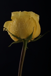 Rosa Amarela  