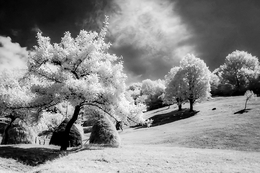 Infrared summer 