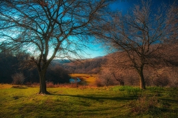 Lake and trees 