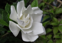 Gardenia jasminoides ( Jasmim-do-cabo ) 