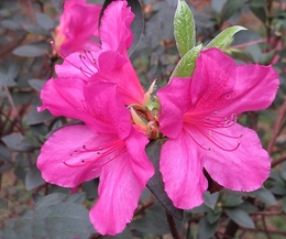 Rododendro luteum 