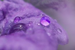 dew in purple 