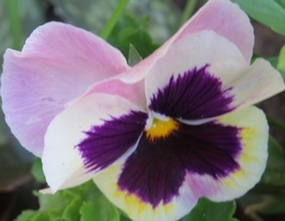 VIOLA TRICOLOR 