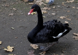 Cisne Negro 