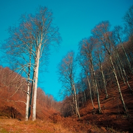 Mountain trees 