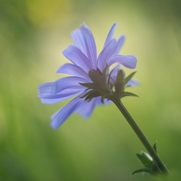 Chicory 