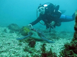 Diver and turtle 