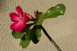 Adenium Obesum 