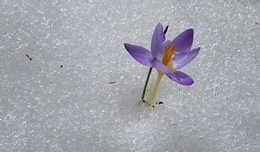 Ice flower 