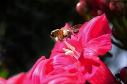 IPOMEA RUBRA 