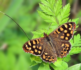 Borboleta 