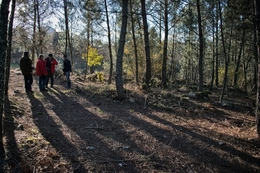 Sombras na floresta 