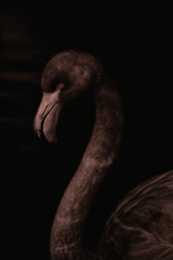 Dark flamingo 