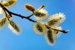 Springtime tree 