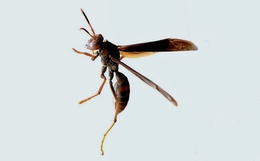 Fire wasp 