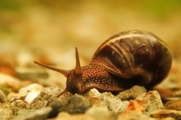 Snail 