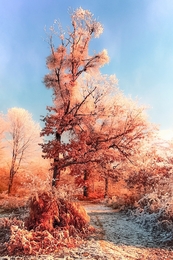 Frozen tree 