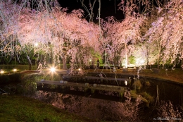Cherry Blossoms at Night 