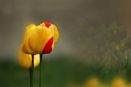 A Tulipa 