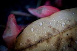 Decayed Leaves 