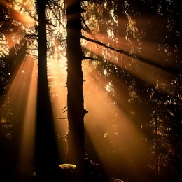 Rays in the forest 