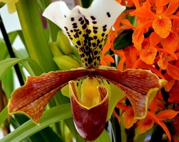 Orquidea 