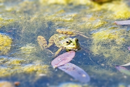 O SAPO DO LAGO 