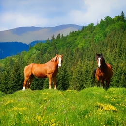 Mountains horses 