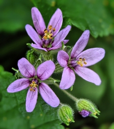 Pequenas flores  