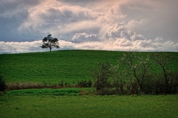 The tree on the hill 