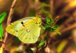 "Colias croceus"... 