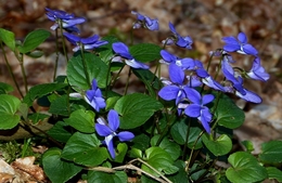 Violetas, para a Violeta 