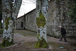 Passeando entre árvores 