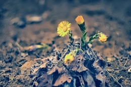 Yellow spring flowers 