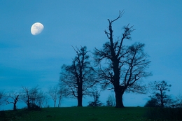 Moon and trees 