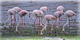 Flamingos no "meu jardim" 