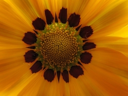 QUEM NÃO AMA FLORES? 