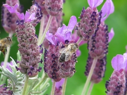 APIS MELLIFERA 