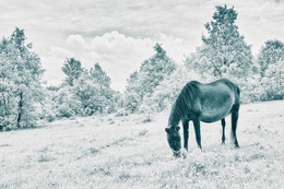 Horse in infrared 