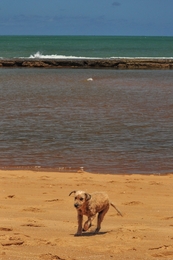beach dog 