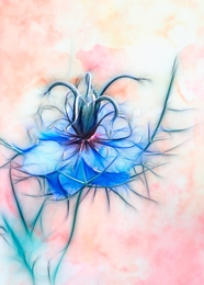 Blue fractal nigella 