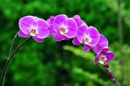 Orchid - Anggrek 