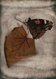 Funeste papillon 