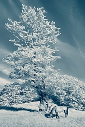Horse (infrared) 