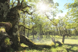  the nature reserve of Mount Mutis 